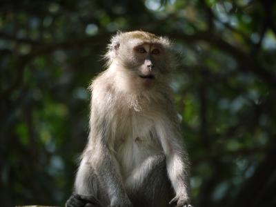 Monkey at Telaga Warna