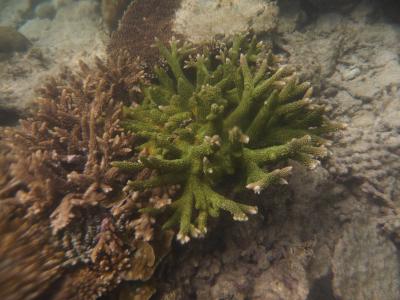 Corals at Pulau Weh