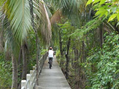 Bicycling in the Bangkok Jungle