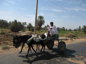 Donkey carts are everywhere, near Daraw