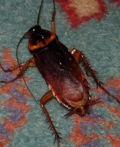 Cockroach in the Nile Hilton