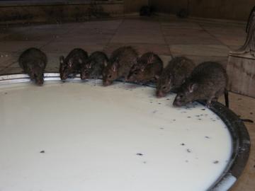 Rats drinking from a milk bowl