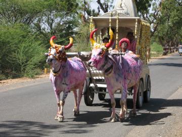 Ox cart on the highway to Udaipur