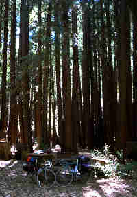 forest campground, 8.9k