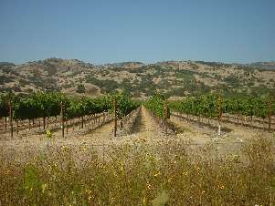 Vineyard in Napa Valley