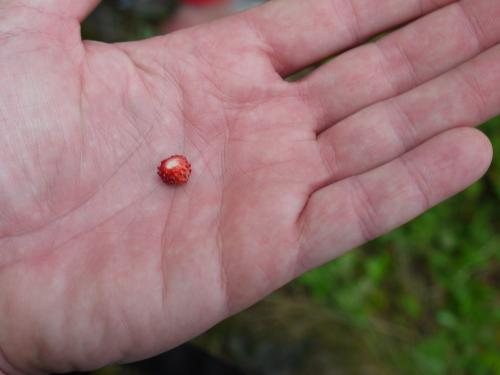 Wild strawberries are very small